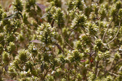 Lepidagathis cuspidata